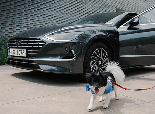 Dog with car