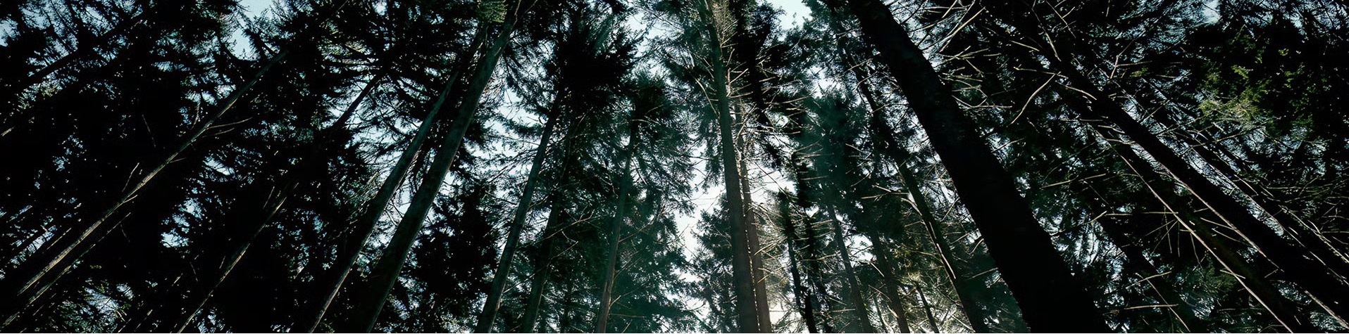 Tree-correspondents-campaign-cannes